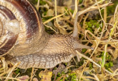 Salyangoz bahçedeki makroyu kaplıyor.