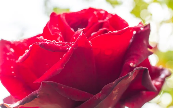 Красная Роза Капельках Дождя Крупным Планом — стоковое фото