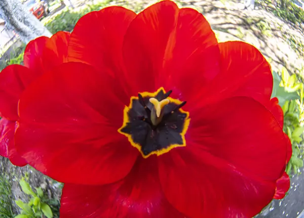 Červený Tulipán Detailní Makro Tulipán Stamen Okvětní Lístky — Stock fotografie