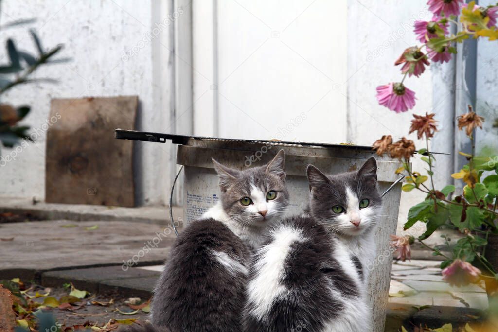 two cats look at the camera in the yard