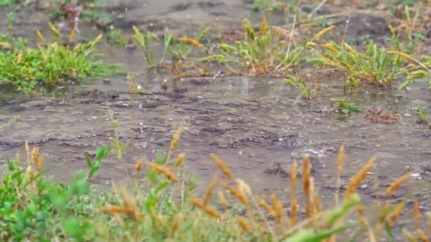 牧草地マクロで雨が降り — ストック動画