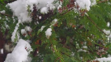 çam ağacı kar taneleri düşüyor