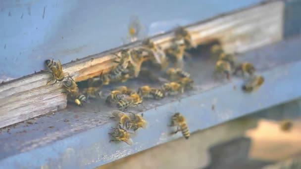 El grupo de abejas en la colmena — Vídeo de stock