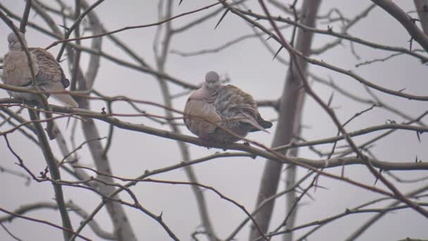 Dove bird in tree winter time — Stock Video