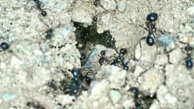 Yerdeki bir grup karınca 4k