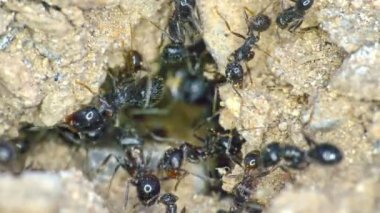 Yerdeki bir grup karınca 4k