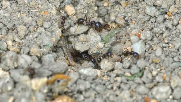 Grupa mrówek na ziemi 4k — Wideo stockowe