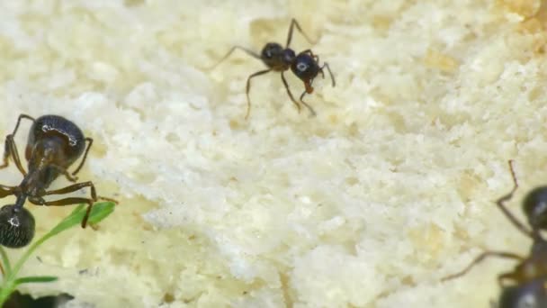 Mieren eten brood close-up macro 4k — Stockvideo