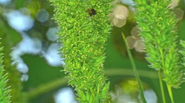 yeşil çim makrosu 4K 'yı kapat