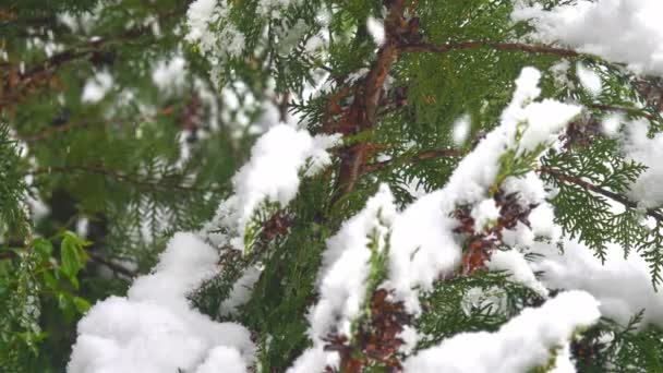 Queda de floco de neve de árvore de pinho 4k — Vídeo de Stock