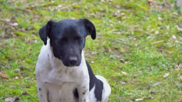 貧しい犬の黒い白い外観4k — ストック動画