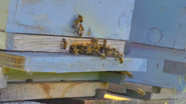 El grupo de abejas en la colmena 4k — Vídeos de Stock