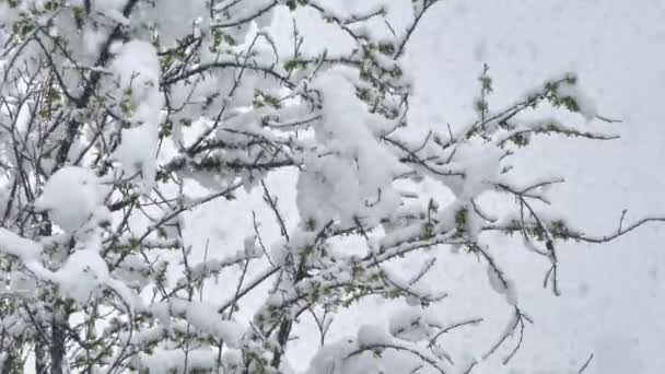 Neve queda galhos árvore 4k — Vídeo de Stock