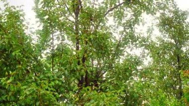 Fırtına ağacı yağmuru 4k bırakıyor.