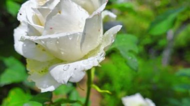Bahçedeki beyaz gül 4k
