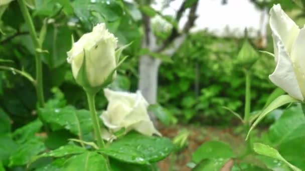 Biała róża w ogrodzie 4k — Wideo stockowe