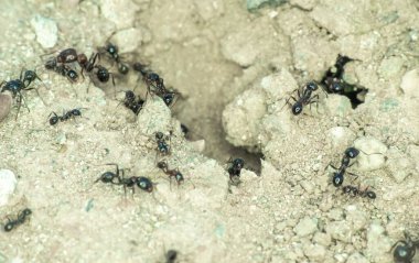 Yerdeki karınca grubu yaklaşın.