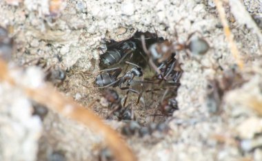Yerdeki karınca grubu yaklaşın.