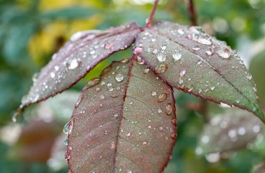 makro yeşil yaprak yağmur damlası, kapat