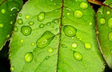 makro yeşil yaprak yağmur damlası, kapat