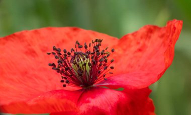 Kırmızı gelincikler sahada, yaklaşın.