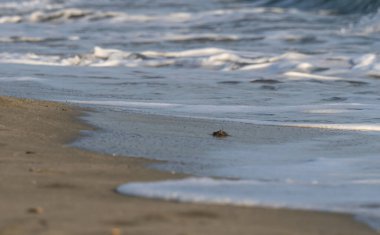 Dalgalar deniz kıyısı makrosu sıçratıyor. Yaklaş.