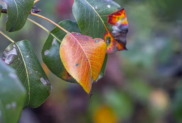 Jesienny Urlop Drzewie Zbliżenie — Zdjęcie stockowe