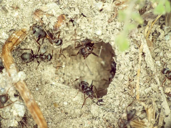 Sekelompok Semut Tanah Menutup — Stok Foto