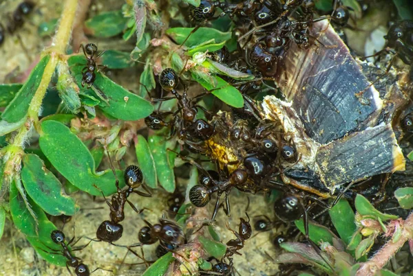 Sekelompok Semut Tanah Menutup — Stok Foto