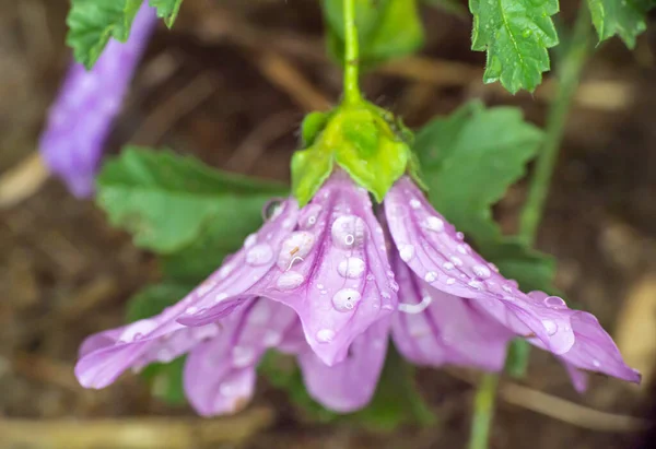 Lila Virágok Kertben Esőcsepp Nedves Makró — Stock Fotó