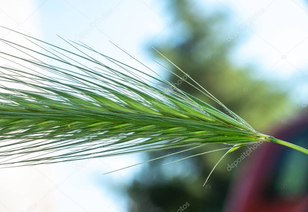 Feather green grass macro, close up