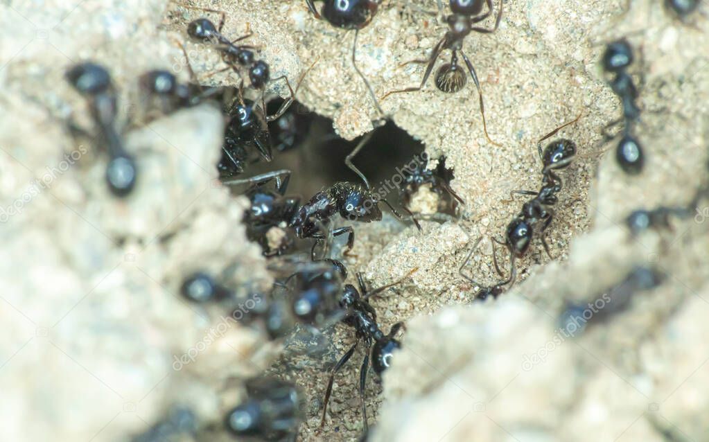 Group of ants on the ground close up