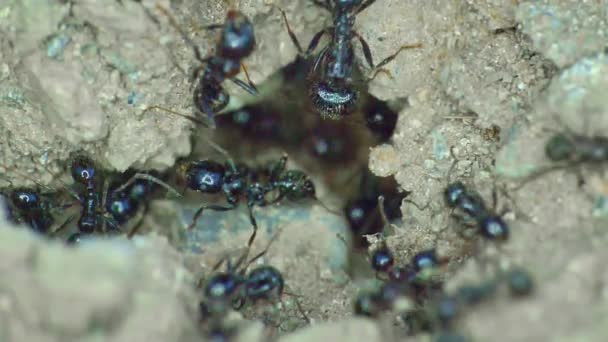 Group of ants on the ground close up — Stock Video