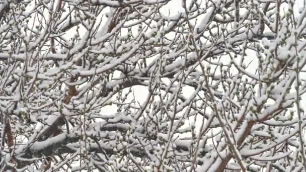 Nieve caída ramas árbol — Vídeo de stock