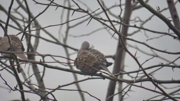 Dove bird in tree winter time — Stock Video