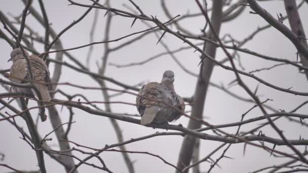 Pomba pássaro na árvore tempo de inverno — Vídeo de Stock