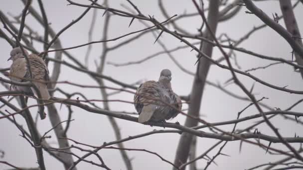 Colombe oiseau à l'heure d'hiver arbre — Video