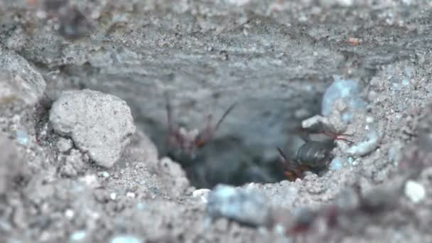 Skupina mravenců na zemi 4k — Stock video