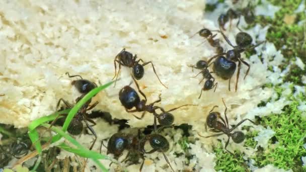 Ameisen essen Brot Nahaufnahme Makro 4k — Stockvideo