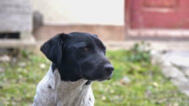 Zavallı köpek, siyah beyaz 4k görünüyor.