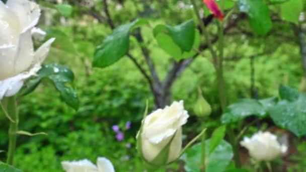 Witte roos in tuin 4k — Stockvideo