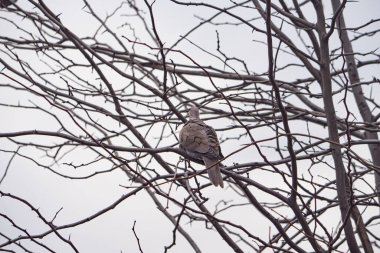 Kış mevsiminde bir dalda güvercin