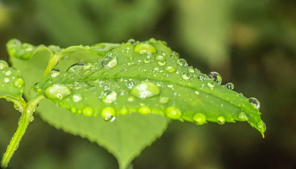 Зеленый Лист Капли Дождя Макро Закрыть — стоковое фото