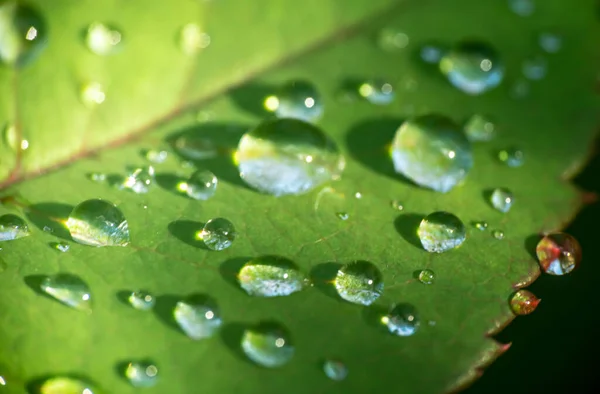 Grüne Blatt Regentropfen Makro Aus Nächster Nähe — Stockfoto