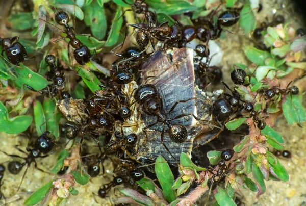 Sekelompok Semut Tanah Menutup — Stok Foto