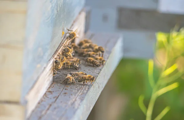 Honigbienen Beim Kommen Und Gehen Stock Aus Nächster Nähe — Stockfoto