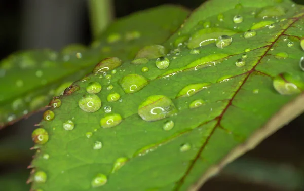 Makro Grüne Blatt Regentropfen Nahaufnahme — Stockfoto