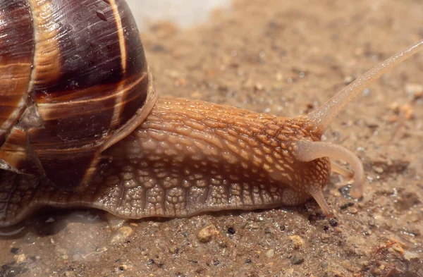 Slak Close Tuin Macro — Stockfoto