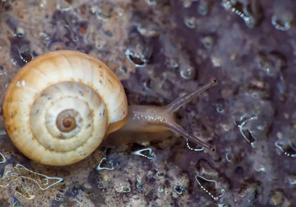 Caracol Cerca Jardín Macro —  Fotos de Stock