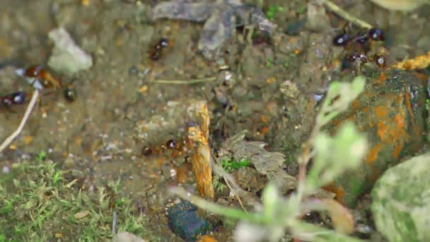Группа муравьёв на земле — стоковое видео